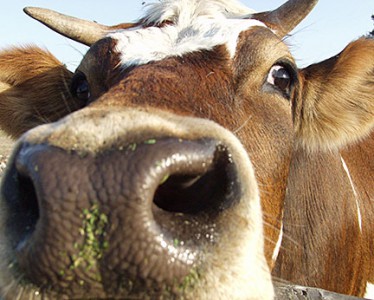 Photo of a cow with nose in the foreground