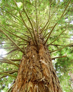 Photo of a california redwood tree