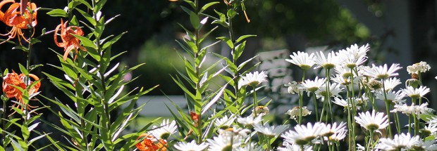 white-flowers