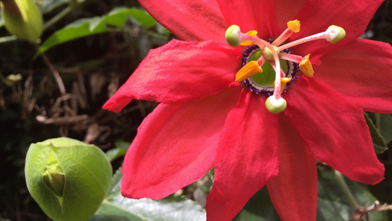 Red flower near grandpa’s house