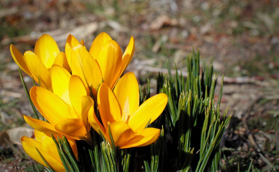 Early Spring in Progress