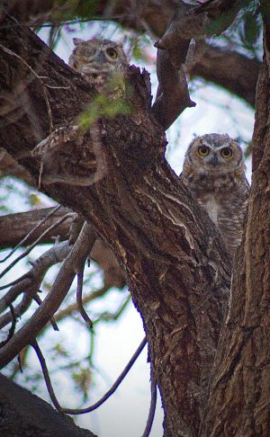 Feathered Friends