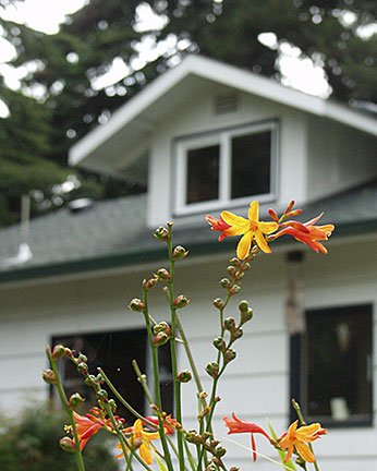Photo of an orange flower with house in background