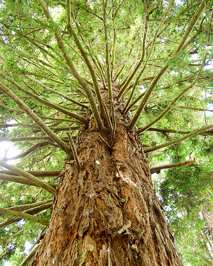 Eureka Redwood
